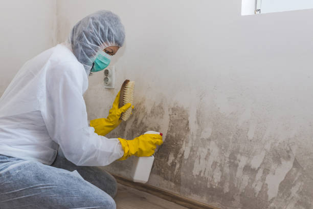 Best Biohazard Mold Removal  in Sachse, TX