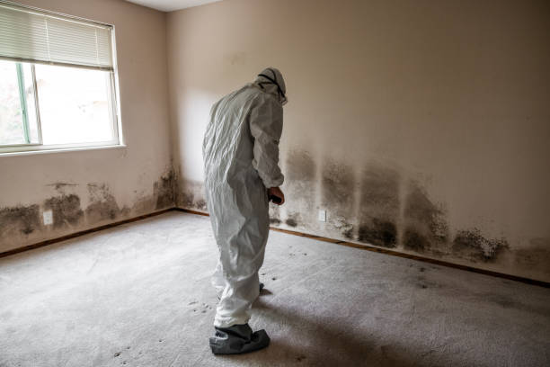 Best Mold Prevention Services  in Sachse, TX